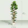 6FT Artificial Fiddle Leaf Fig Tree, Fake Potted Tree with Solid Wood Trunks and Lifelike Leaves for Indoor Decor, Green